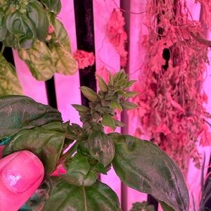 Meet your Posher, Kaila